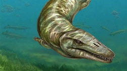   Giant reptilian predators with a lifestyle comparable to modern freshwater dolphins may have made their home in ancient rivers, researchers say.